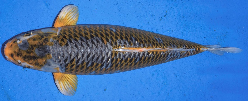 ８月３日 ５年ぶりの再開 エビ養殖を始めた頃から競輪界では エビ養殖ってあまりイイ話聞かない よね ってうわさ話が流れ始めた頃からピタッ と来なくなったkgm画伯 でしたが ファミリーの依頼で鯉のイラストを頼まれたので お久しぶり 元気